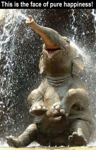 Happy Elephant